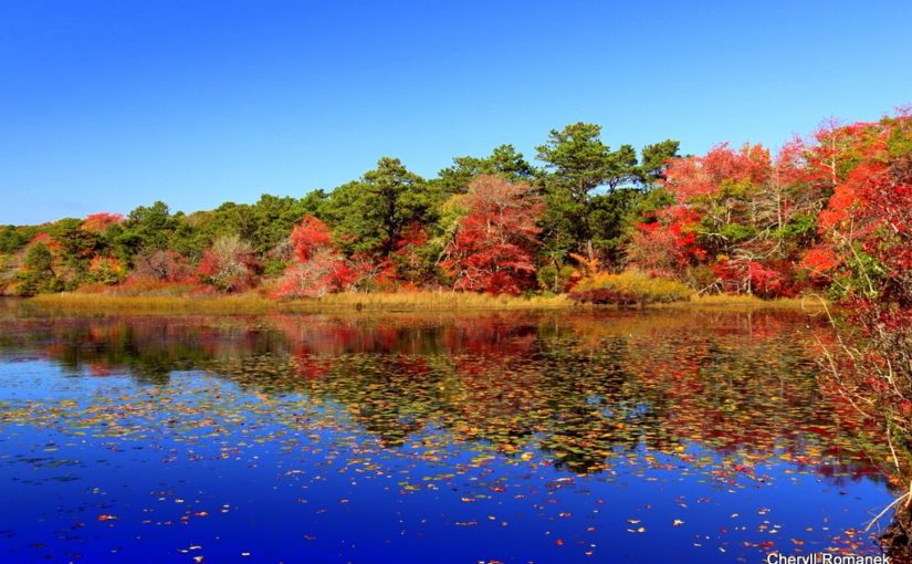 photo of A coastal Beech Forest captures vibrant blue water in foreground circled by trees and leaves of bright red, orange and yellow.