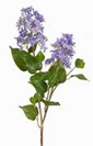 A spray of Lilacs